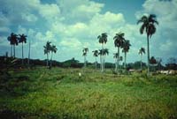 local environment