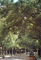 local environment